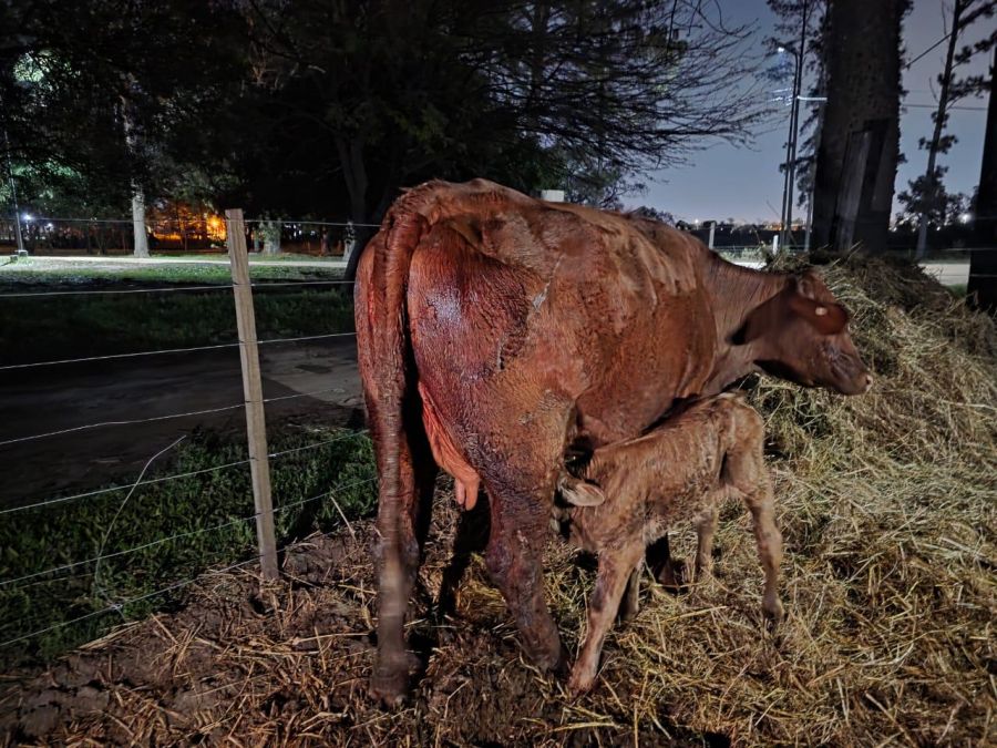 ERAGIA y fertilización in&nbsp;vitro